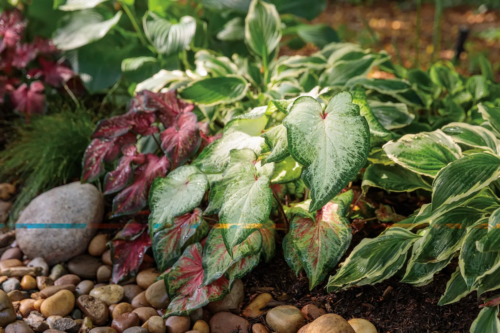 White Wonder Sun or Shade Caladium (Caladium hortulanum) — Its deer resistance and easy maintenance make it especially useful in client-friendly designs