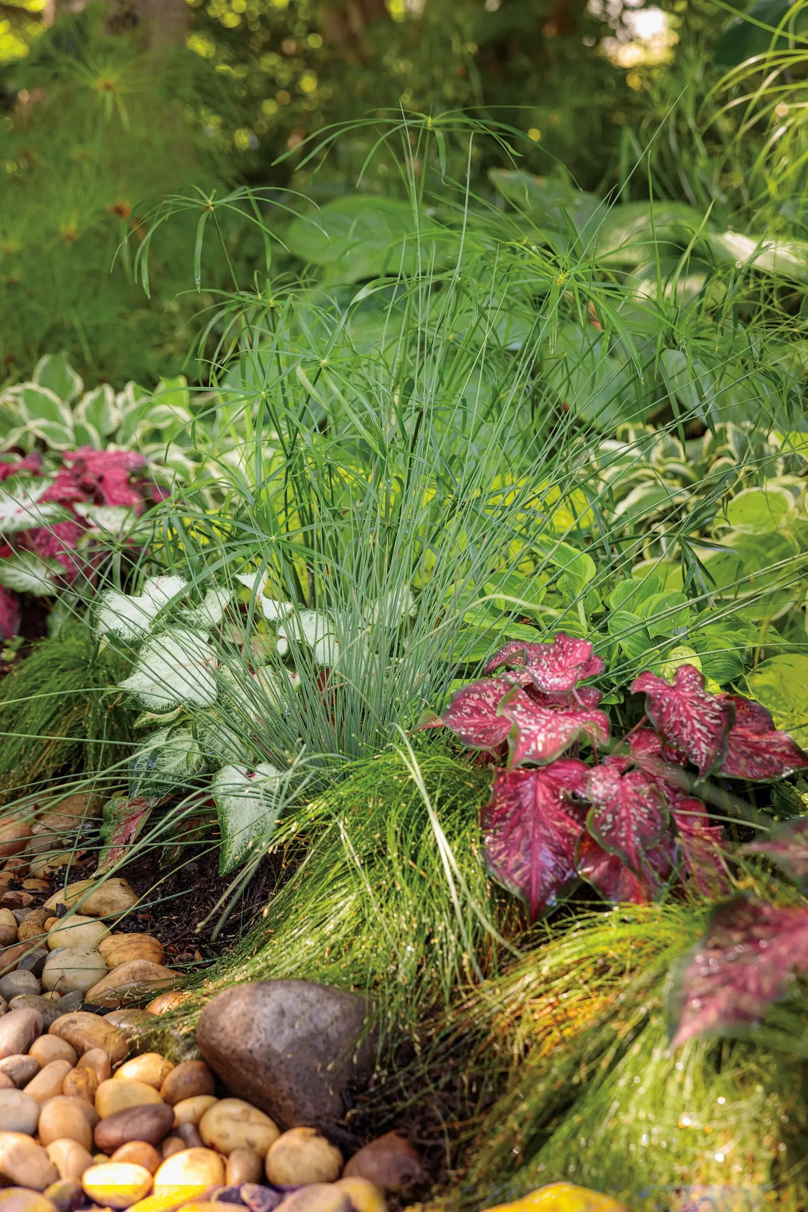 Fiber Optic Grass (Isolepis (Scirpus) cernua) — Fiber Optic Grass is a neutral grass; white flowers in the garden
