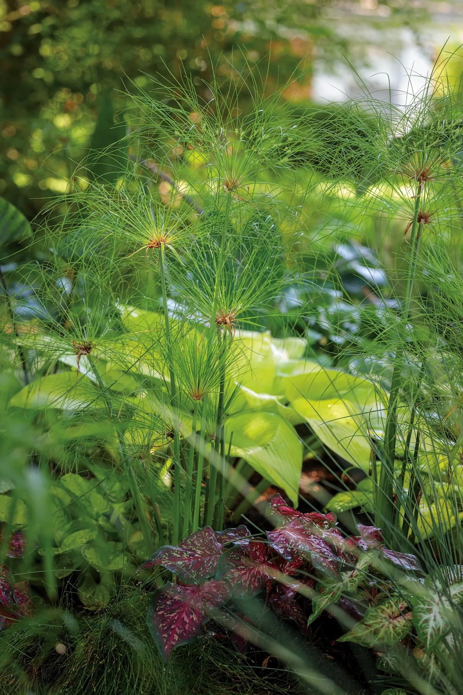 Fiber Optic Grass (Isolepis (Scirpus) cernua) — Once the grass turns brown it can either be removed immediately or removed in the spring; for, image 119
