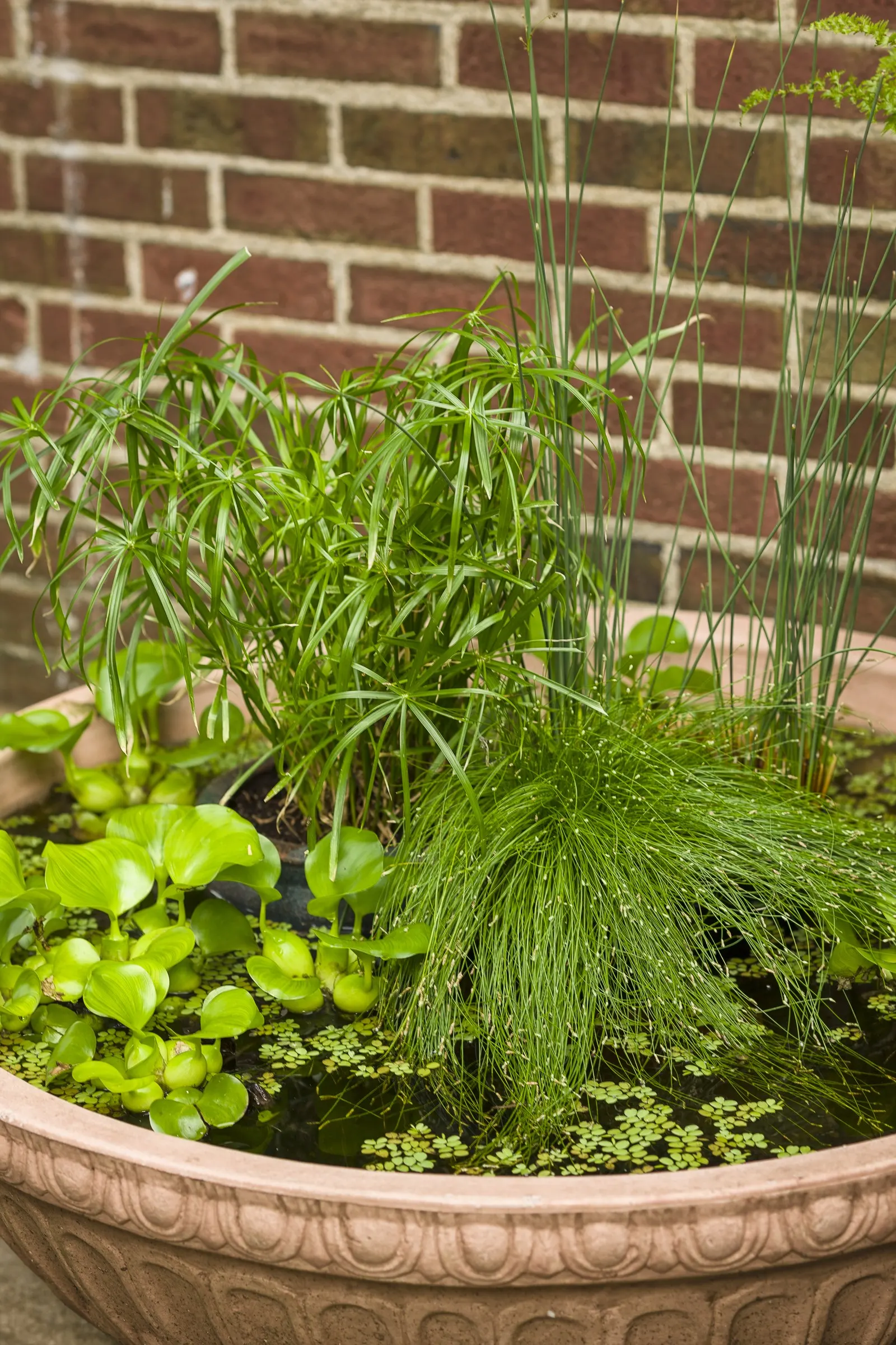 Baby Tut® Umbrella Grass (Cyperus involucratus) — Where temperatures get colder than 25 degrees F, the plants should be treated as annuals; in, image 56