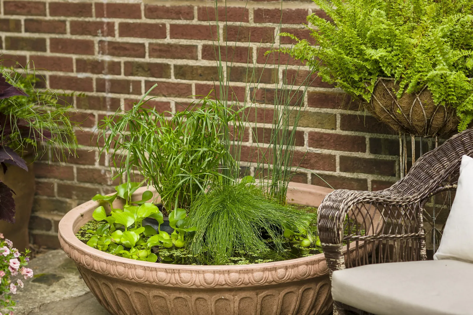 Baby Tut® Umbrella Grass (Cyperus involucratus) — but once established Baby Tut umbrella grass can tolerate some dry soil conditions; proven, image 54