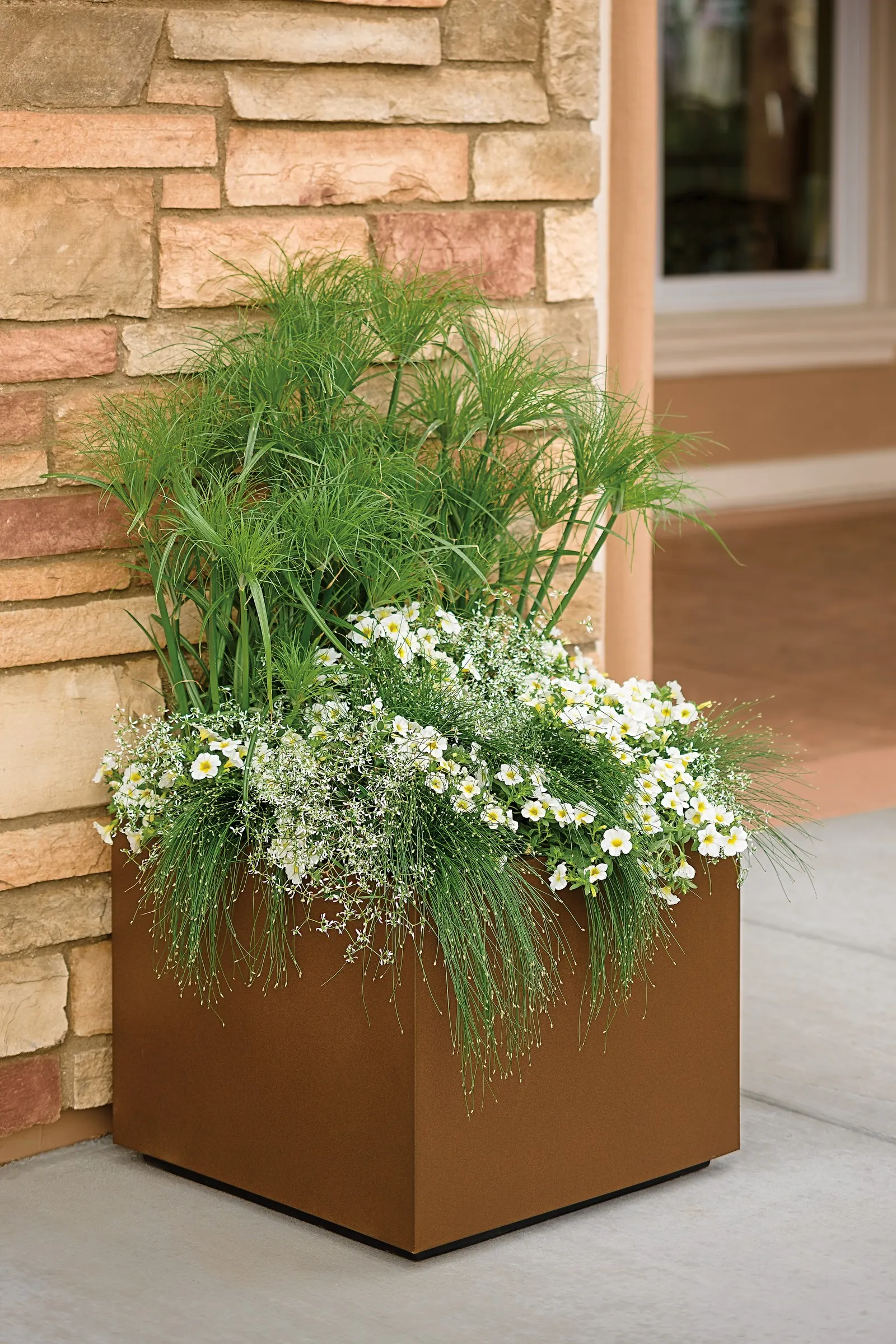 Over Easy™ II Calibrachoa — Plant in part sun to full sun with average