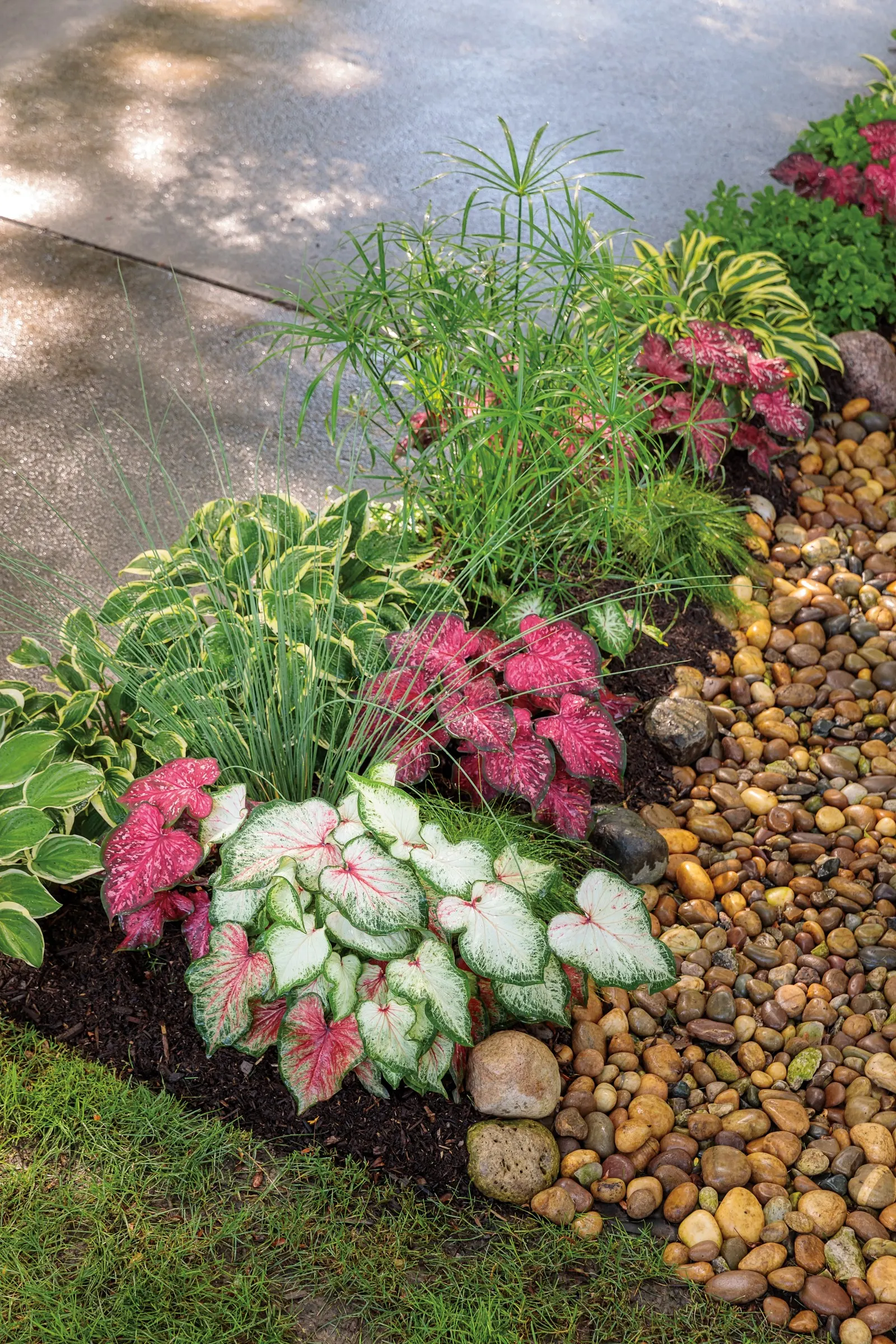Heart and Soul Sun or Shade Caladium (Caladium hortulanum) — opening with a glowing white center often softly flushed with pink and scattered with vivid red