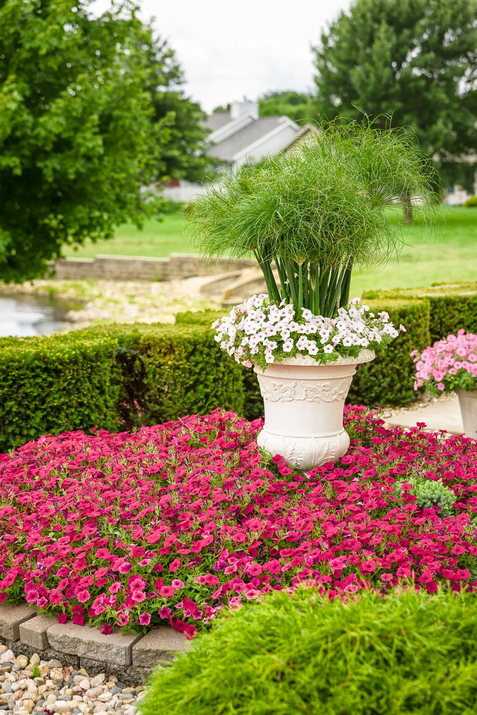 Fuchsia II Petunia — Its medium-sized blooms appear in generous waves from planting until hard frost; grow in part sun to sun with average, well-drained soil