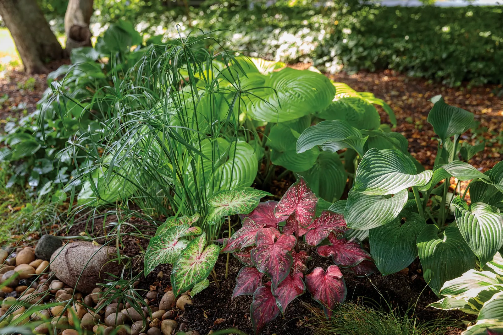 White Wonder Sun or Shade Caladium (Caladium hortulanum) — making it compact enough for containers yet substantial enough to read clearly in the landscape