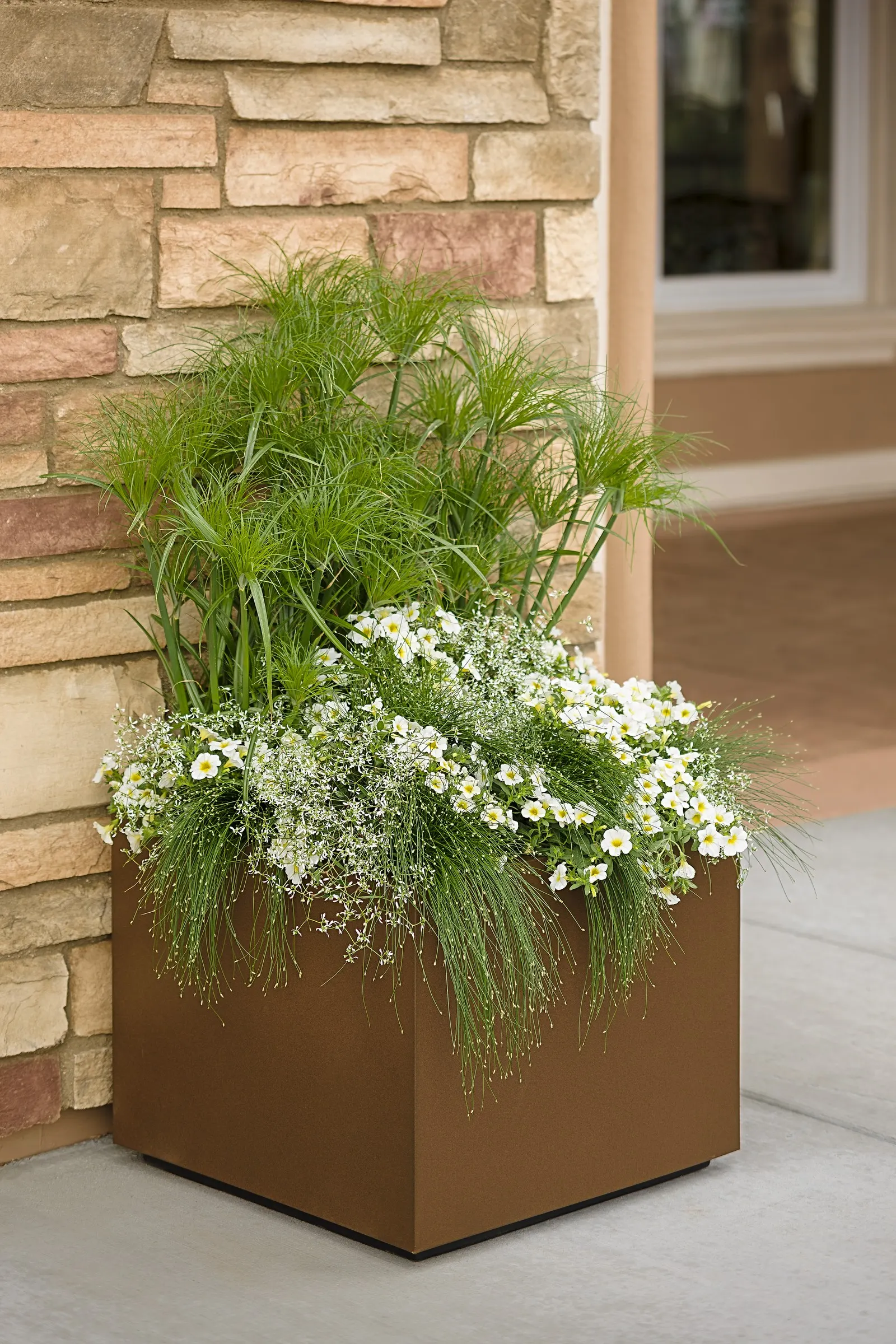 Over Easy™ II Calibrachoa — well-drained soil and moderate water