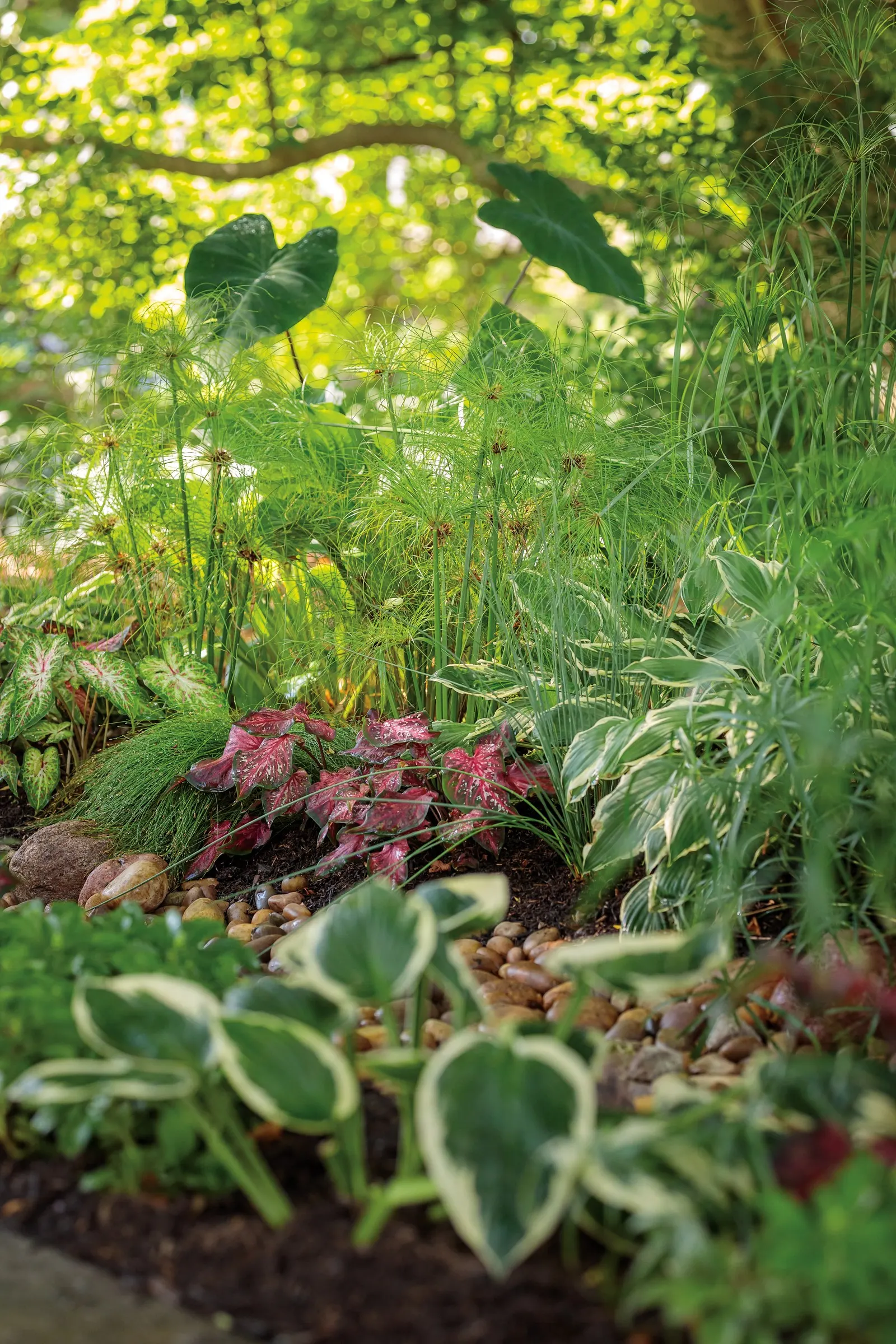 Heart of the Jungle® elephant's ear (Colocasia esculenta) — The huge deep green leaves are a showstopper in any garden; information and resources, image 67
