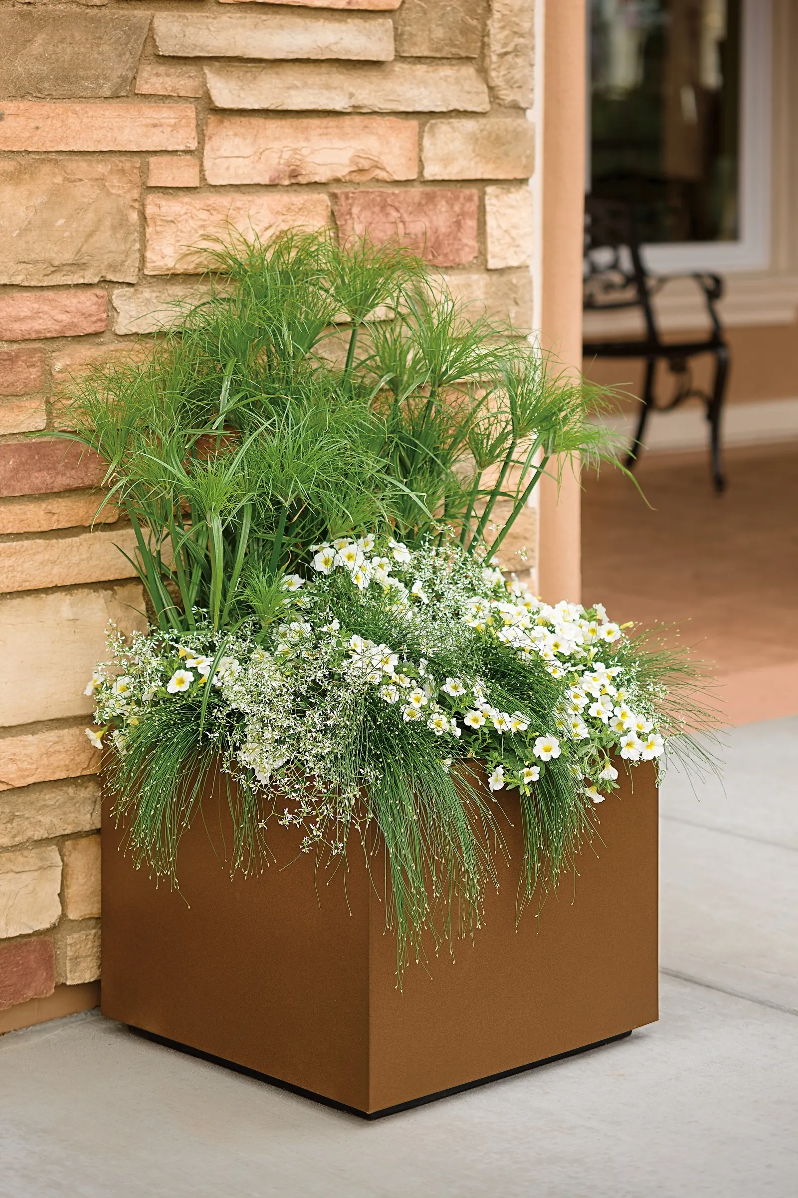 Diamond Frost® Euphorbia — hardy in USDA Zones 10a through 11b