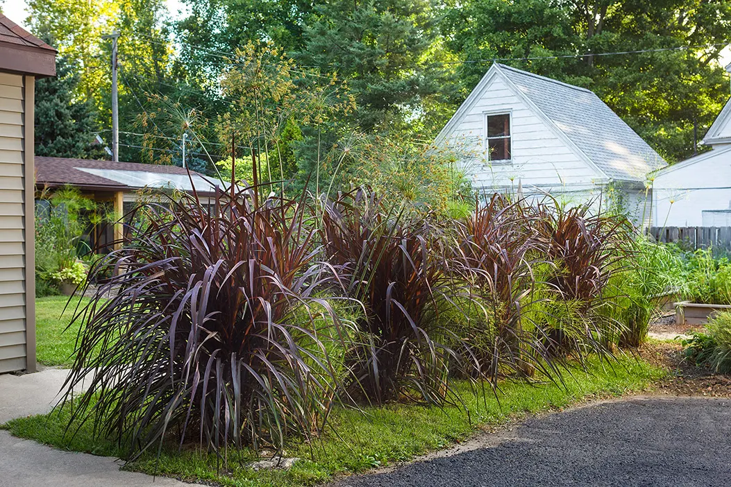 Prince Tut™ Dwarf Egyptian Papyrus (Cyperus papyrus) — with average to consistently moist soil; yet gardeners report it can be forgiving when, image 103
