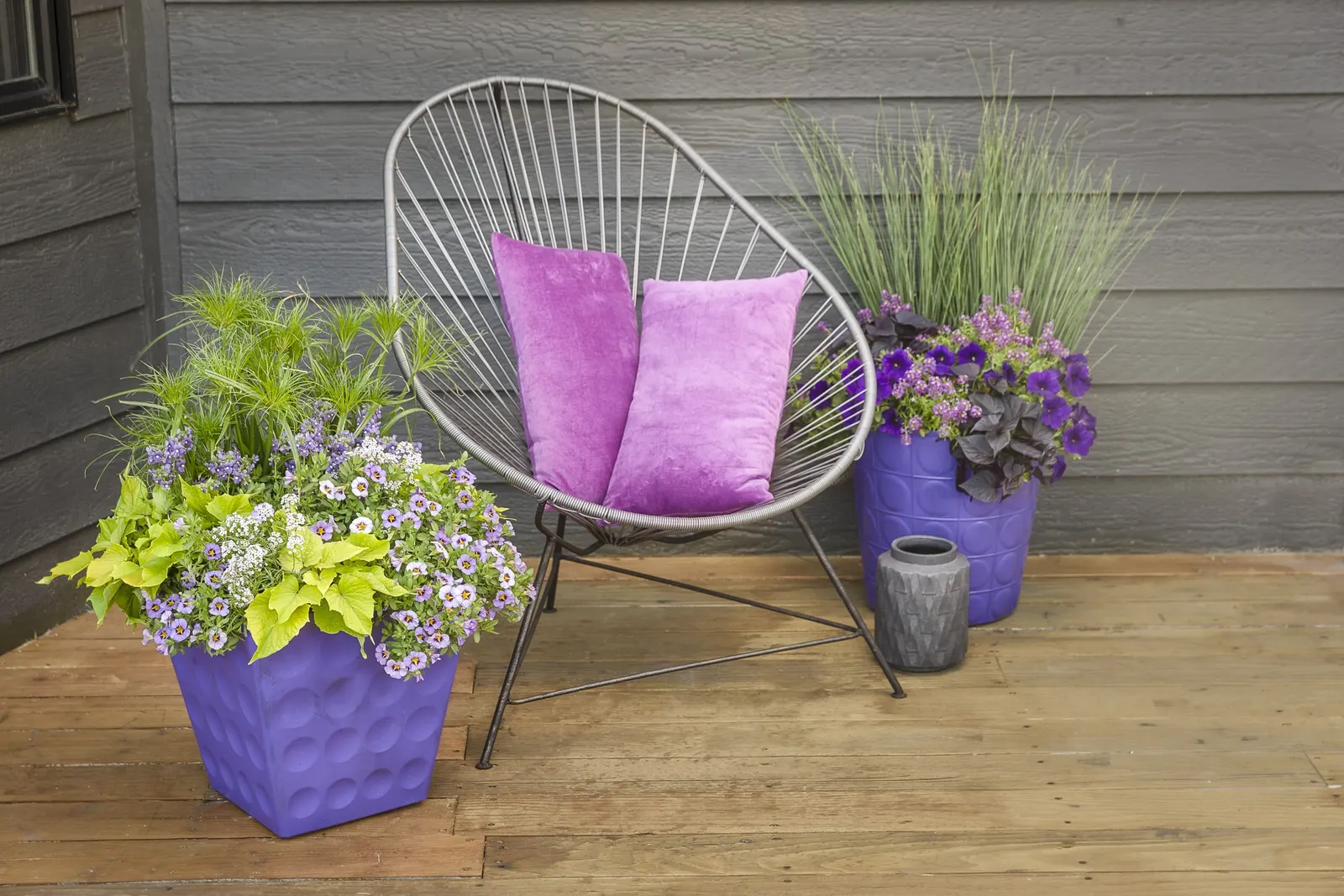 Blushing Princess® Sweet Alyssum (Lobularia) — information and resources