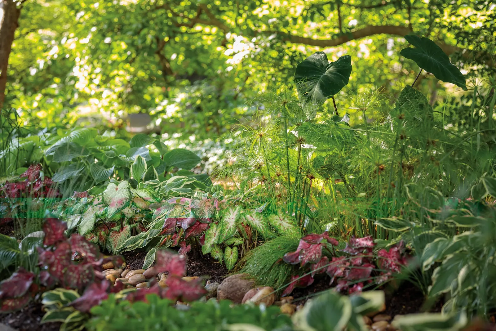 Heart of the Jungle® elephant's ear (Colocasia esculenta) — Proven Winners - Island Giants® Heart of the Jungle® - elephant's ear - Colocasia esculenta plant