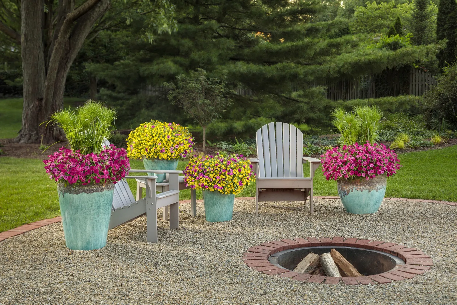 Royal Magenta® II Petunia — A controlled-release fertilizer at planting is helpful