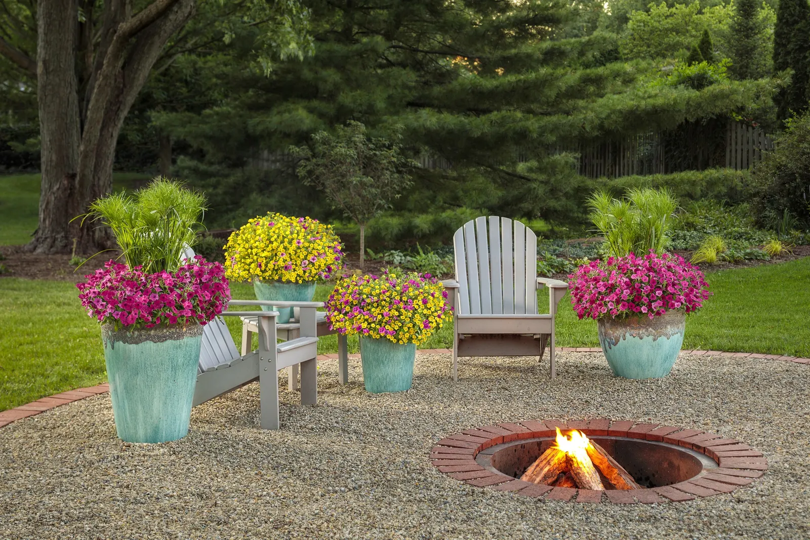 Royal Magenta® II Petunia — and while it is considered easy-care and heat tolerant