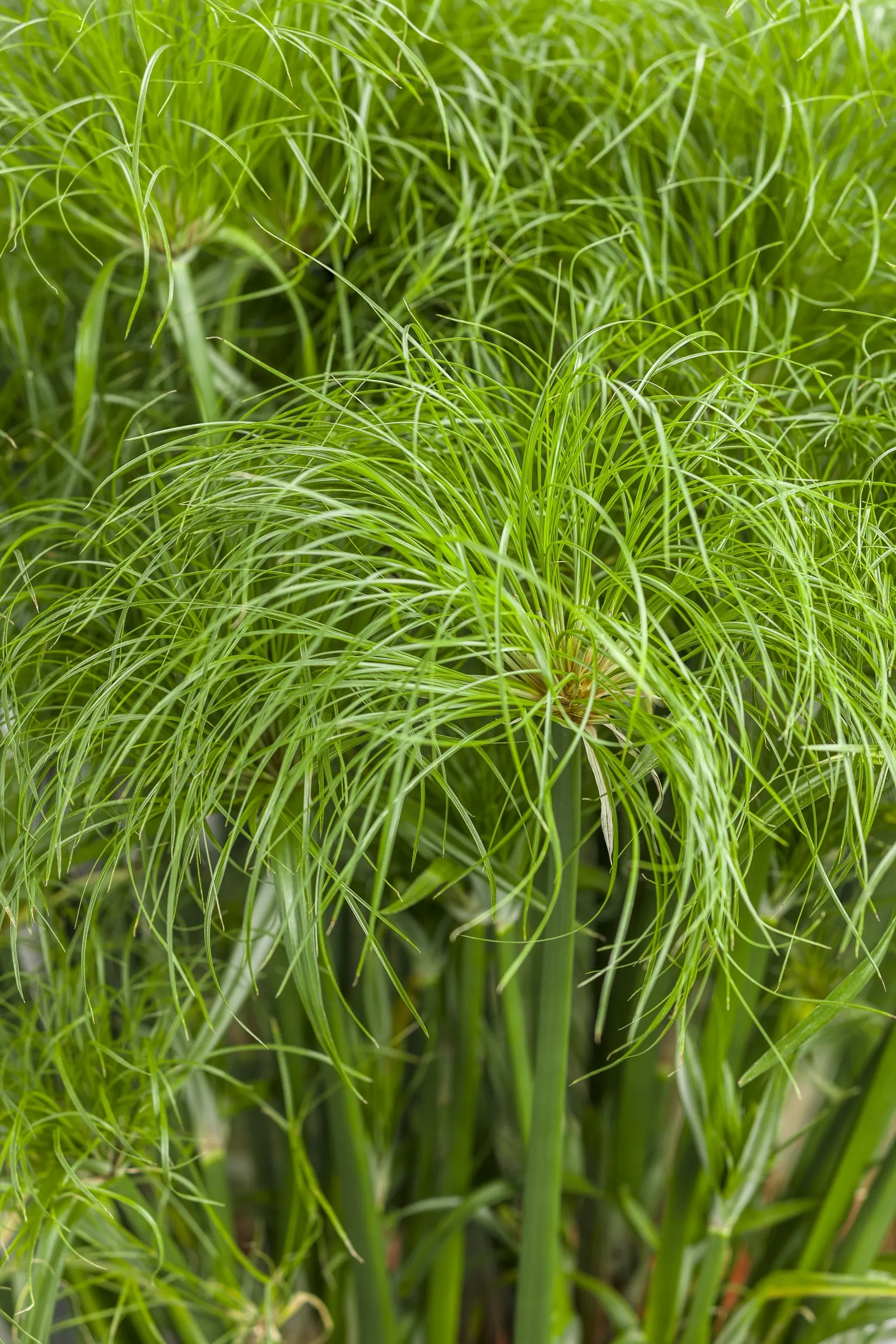 Prince Tut™ Dwarf Egyptian Papyrus (Cyperus papyrus) — it is surprisingly adaptable in regular garden beds once established; and should be treated, image 222