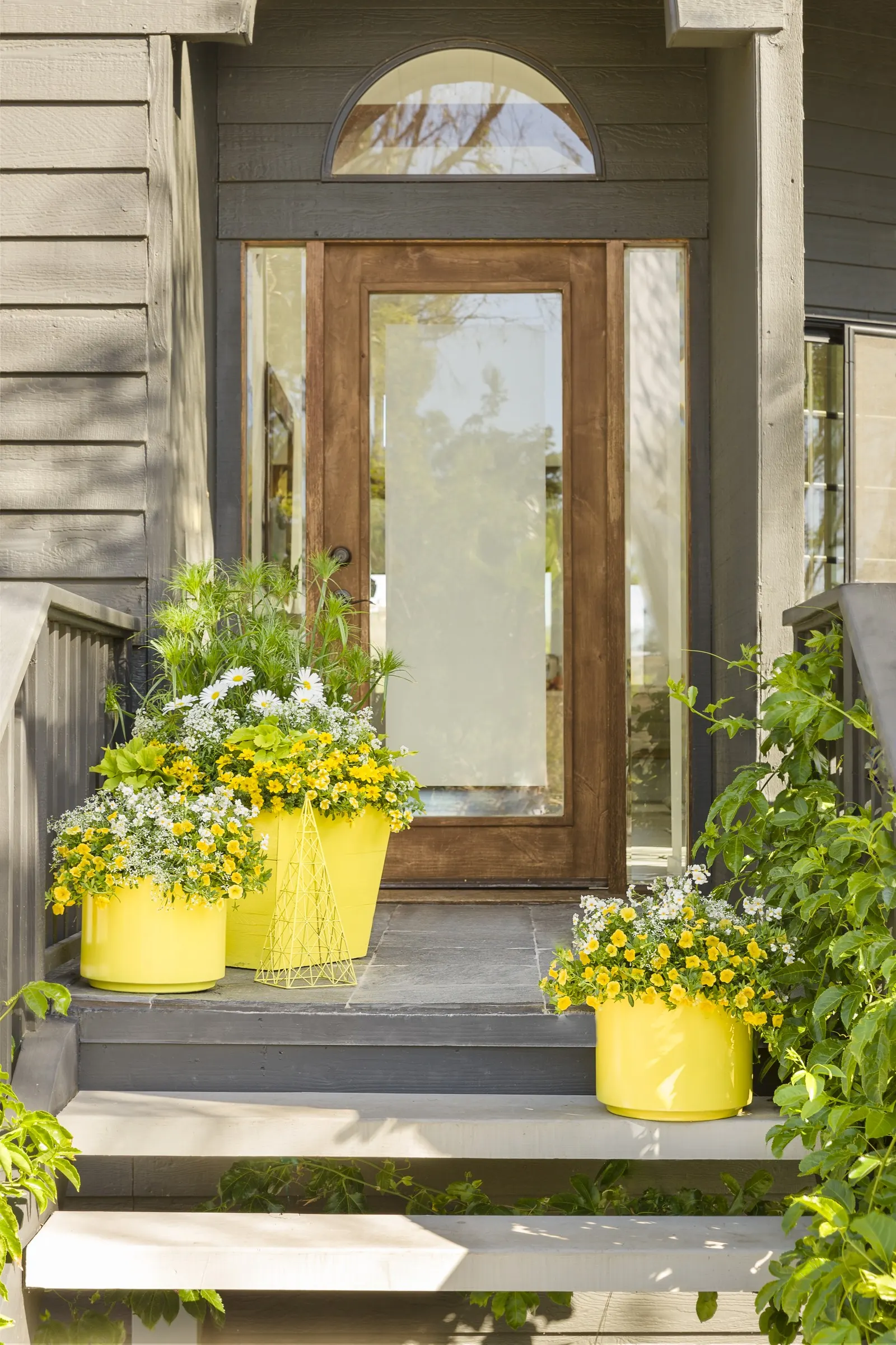 Goldilocks Rocks® II Bidens (Bidens ferulifolia) — reaching up to 3 inches across; though it is hardy in USDA Zones 9a through 11b where frost is, image 114