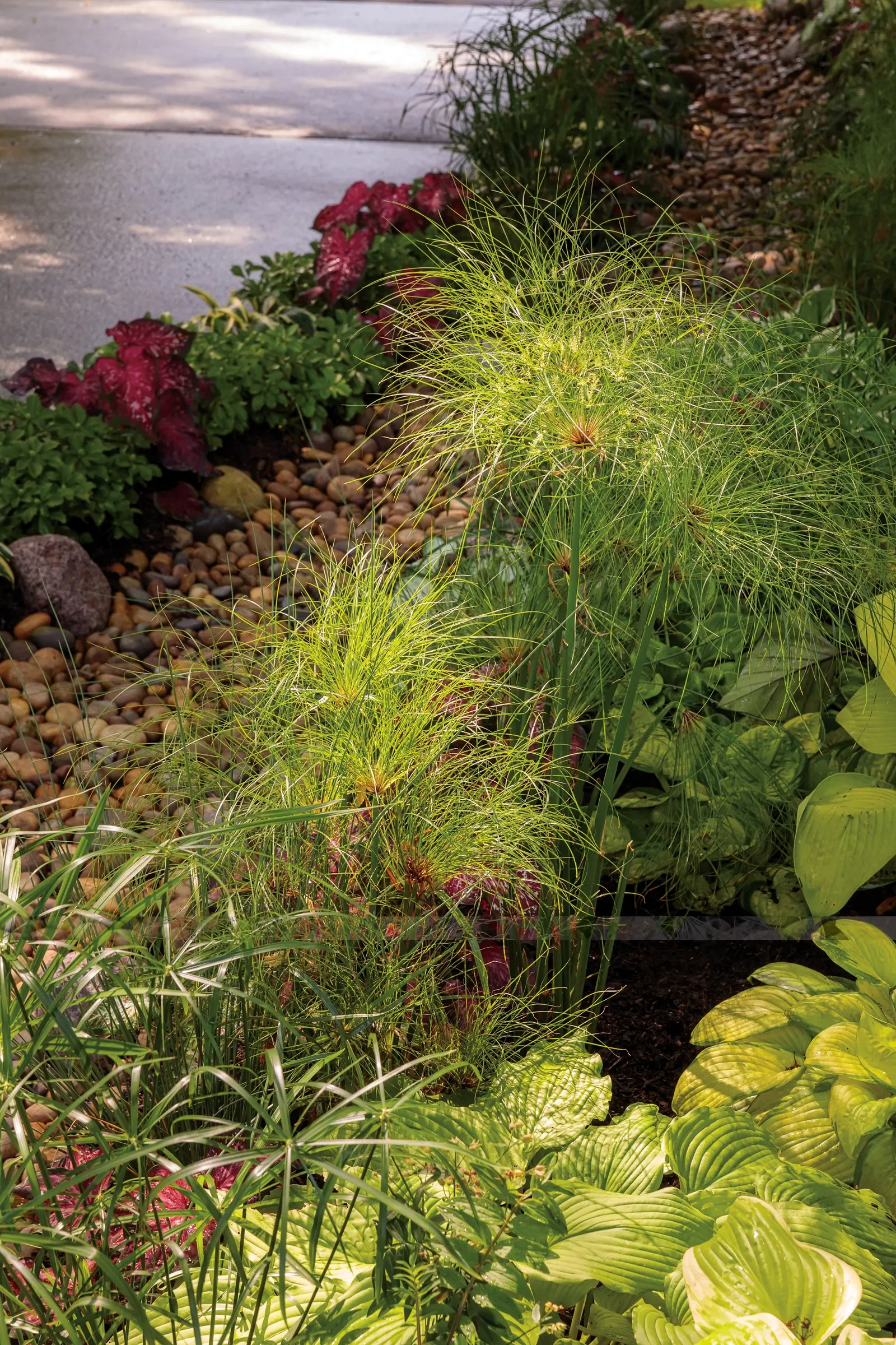 'Bottle Rocket' Ligularia (Ligularia hybrid) — yellow flowers in the garden; moist locations in part shade, image 21