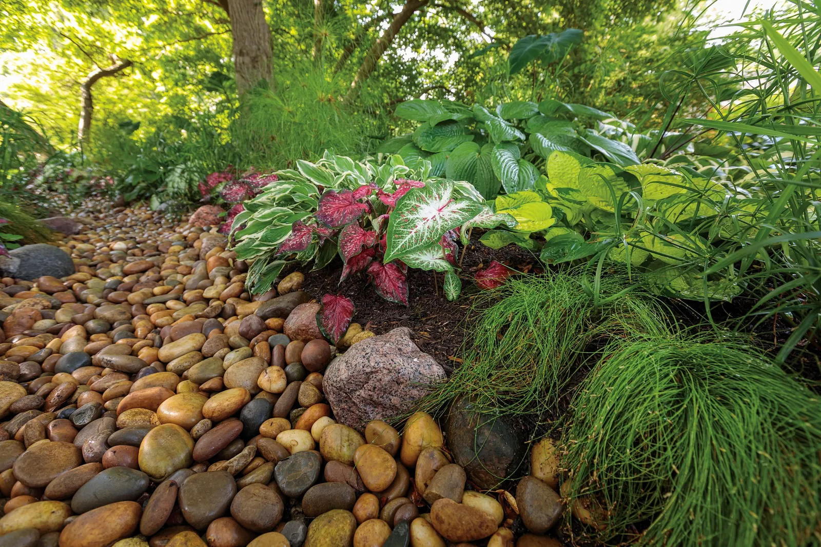 Blue Mohawk® Soft Rush (Juncus inflexus) — Cut back warm season grasses in fall or by mid to late spring