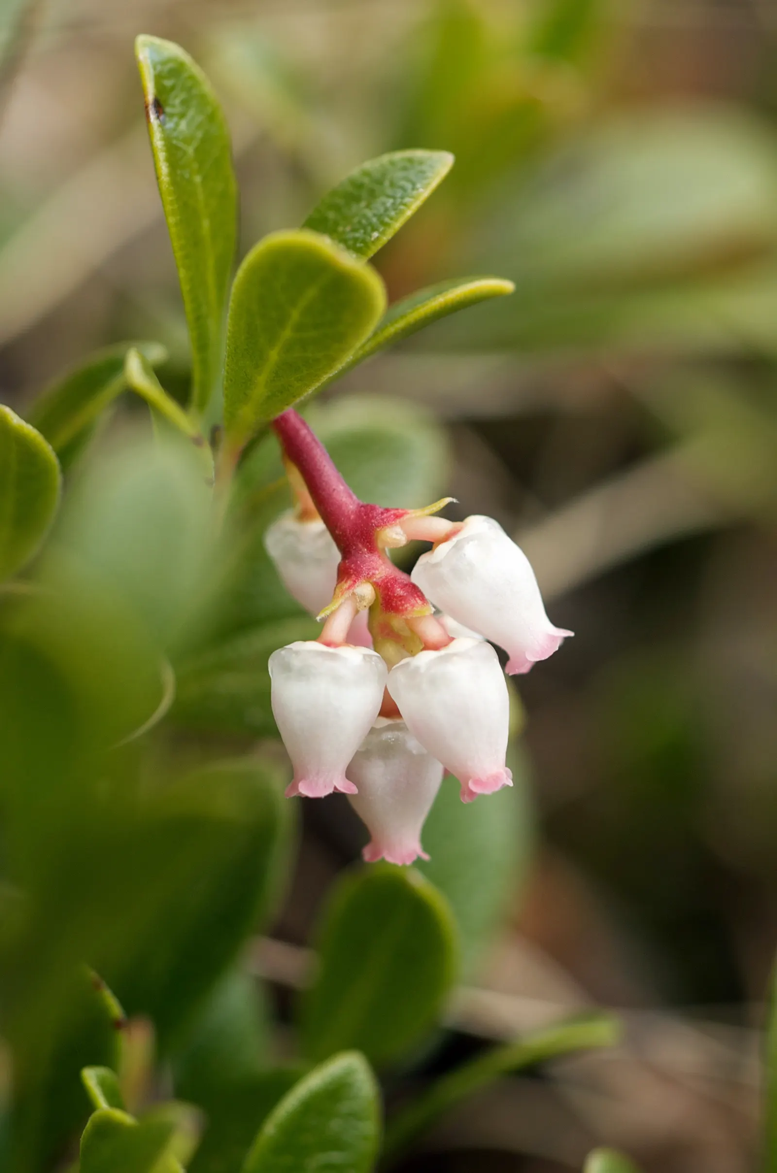 Pinemat Manzanita (Arctostaphylos Nevadensis) — making it an excellent choice for gardeners seeking low-care yet attractive plantings; it forms a dense mat up