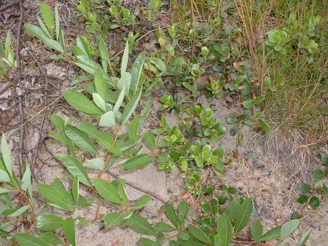 Pinemat Manzanita (Arctostaphylos Nevadensis) — scientifically known as Arctostaphylos nevadensis; it is well-suited to rock gardens, slopes, or as, image 111