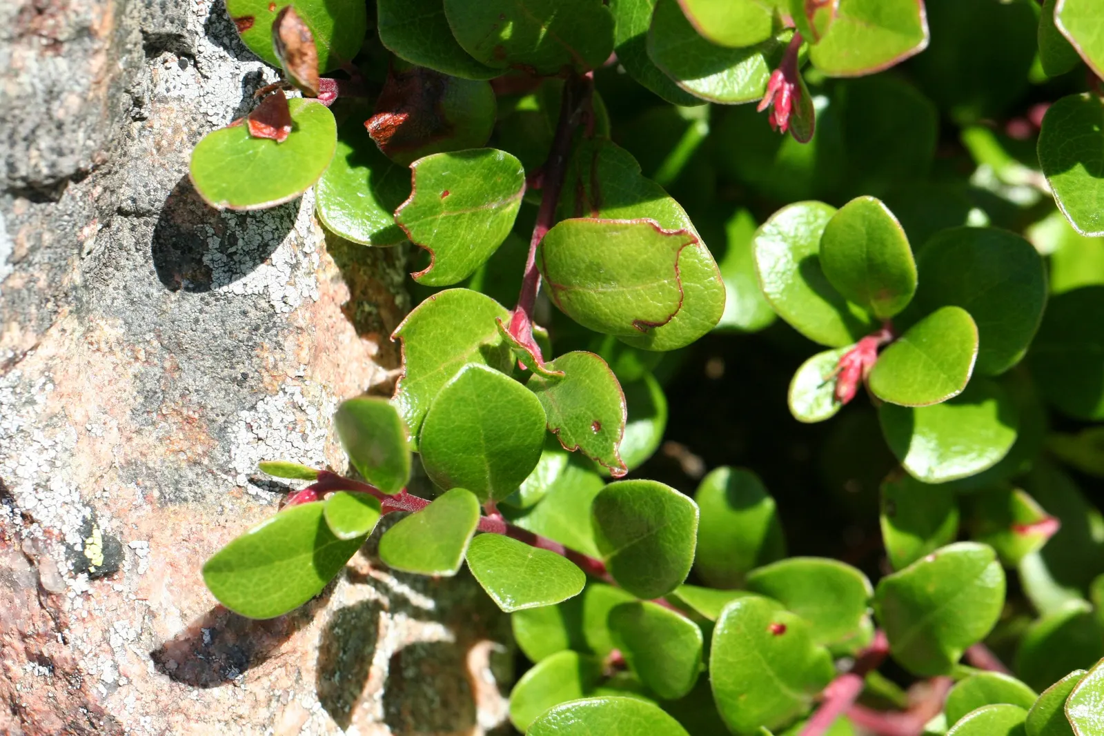Pinemat Manzanita (Arctostaphylos Nevadensis) — making it an excellent groundcover; minimal maintenance is required, image 63