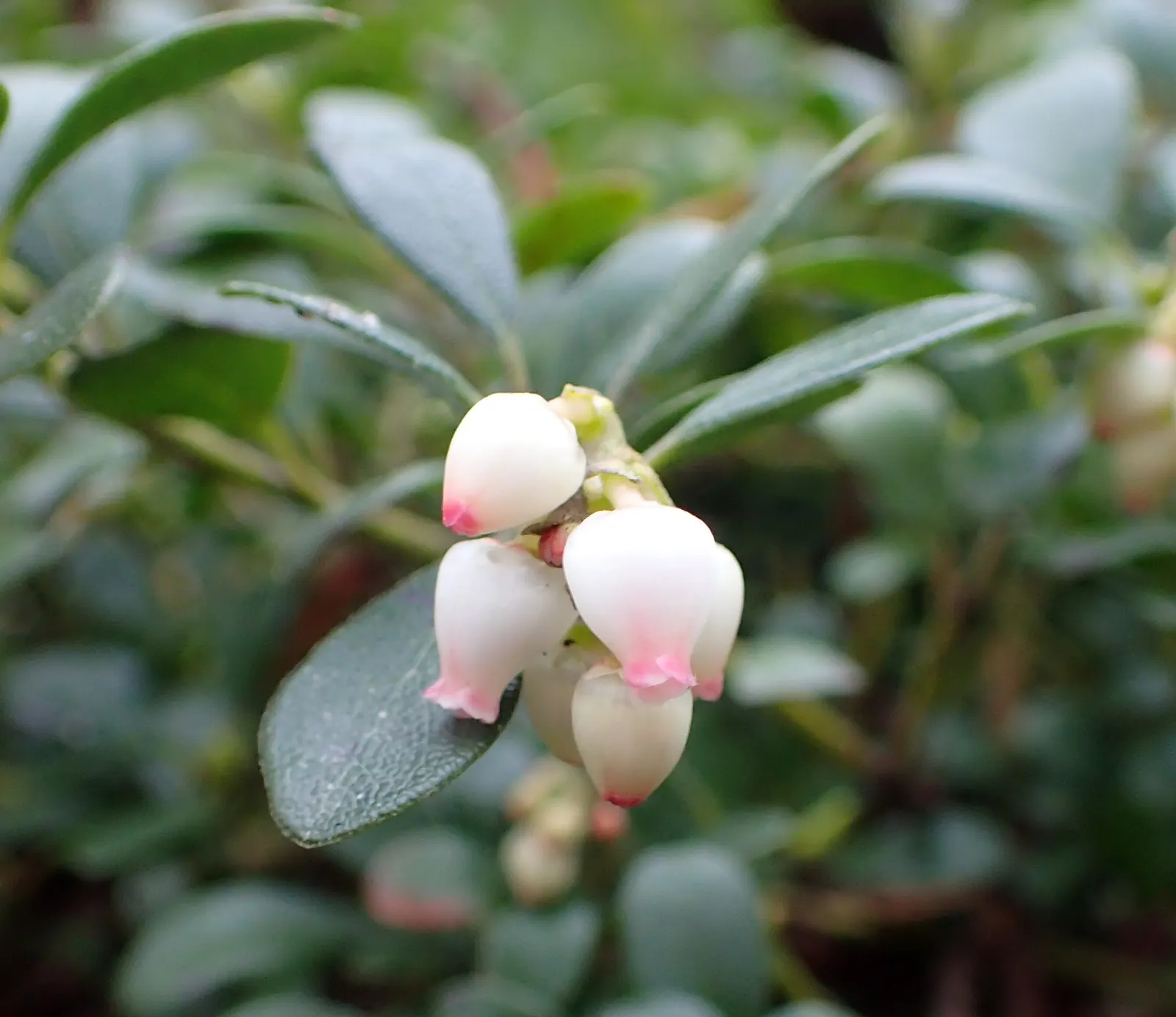 Pinemat Manzanita (Arctostaphylos Nevadensis) — It is well-suited to rock gardens, slopes, or as part of a native plant garden; scientifically, image 72