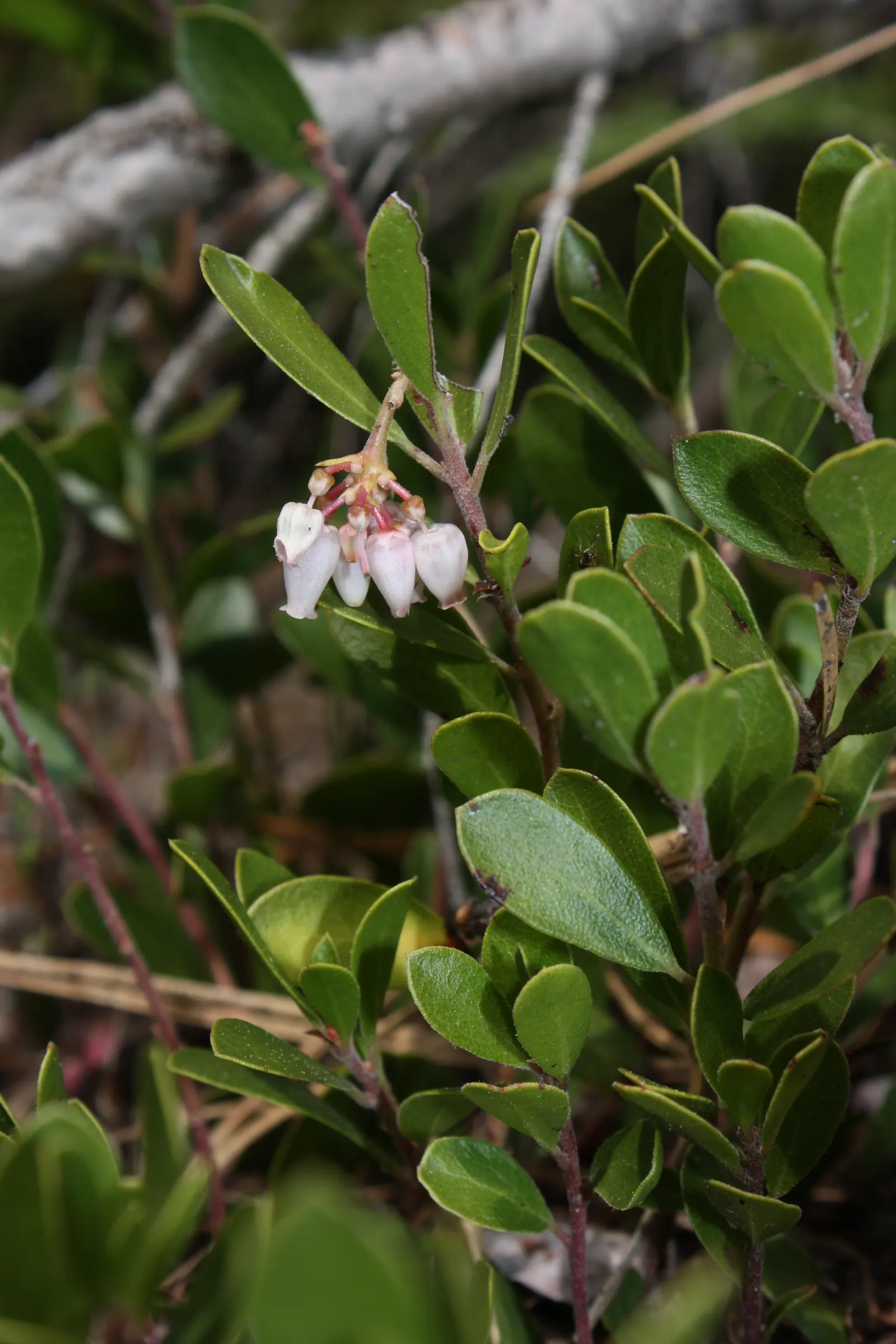 Pinemat Manzanita (Arctostaphylos Nevadensis) — though it can tolerate light shade; broadleaf evergreen / ground cover for full or half