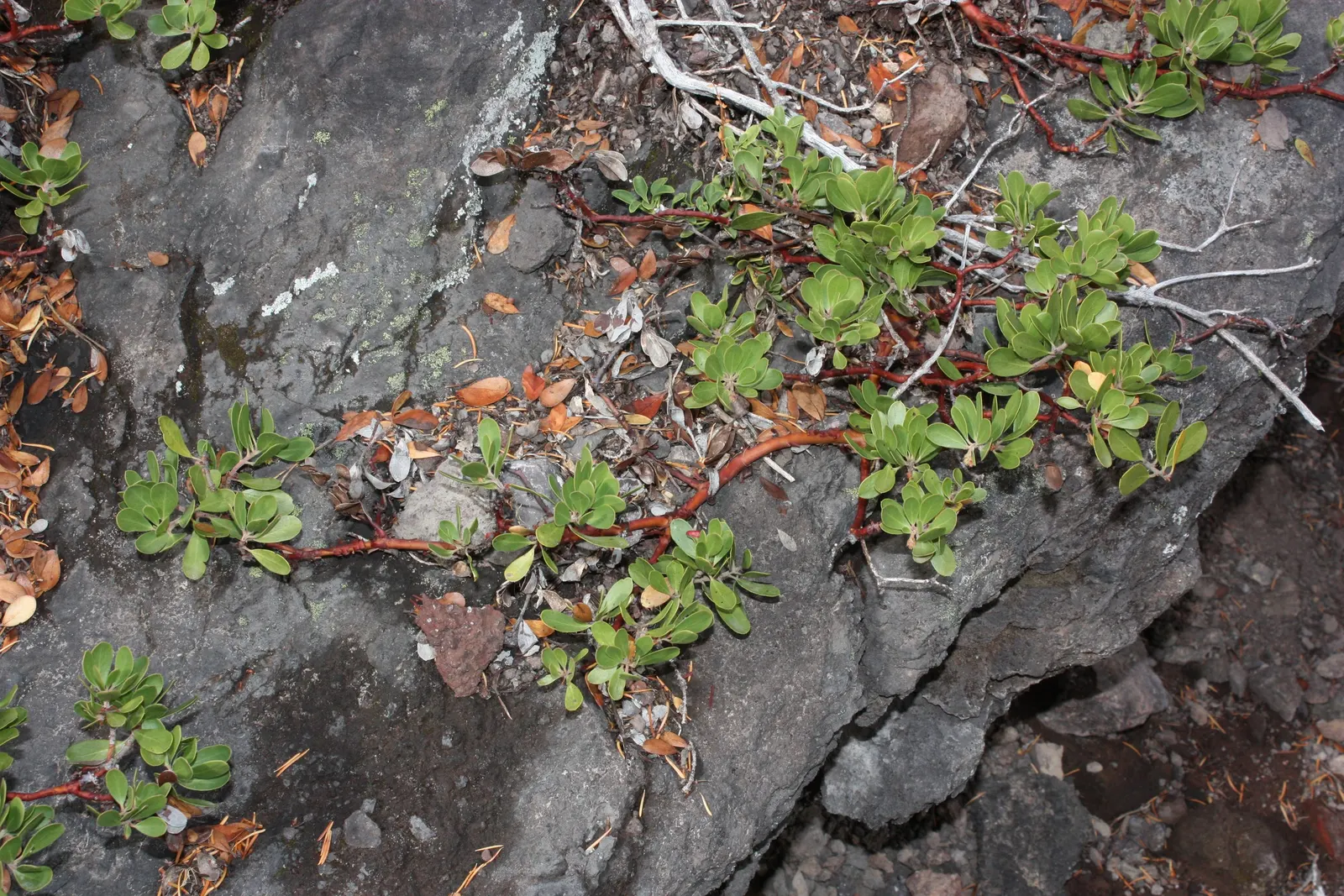 Pinemat Manzanita (Arctostaphylos Nevadensis) — It forms a dense mat up to 12 inches high and spreads 3-6 feet wide; making it an excellent groundcover