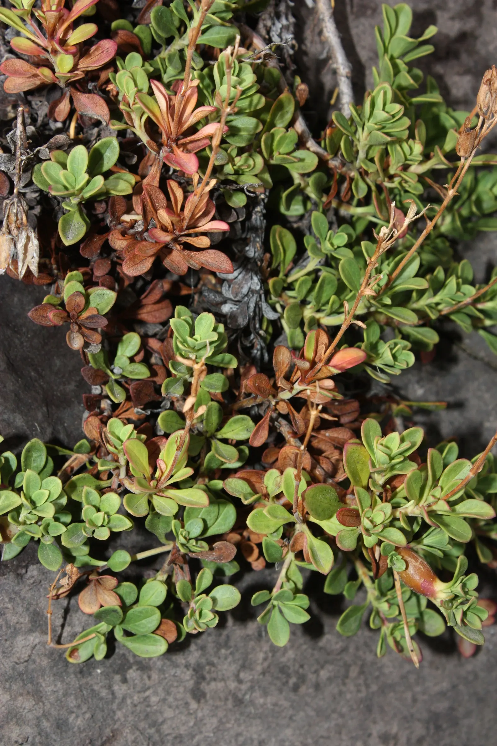 Pinemat Manzanita (Arctostaphylos Nevadensis) — It provides an elegant solution to landscaping design challenges; is a low-growing evergreen shrub native to