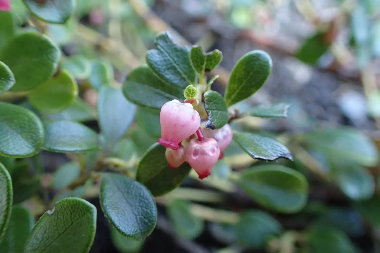 Pinemat Manzanita (Arctostaphylos Nevadensis) — Its dark green leaves and reddish-brown bark add year-round interest; ideal for rock gardens and slopes for