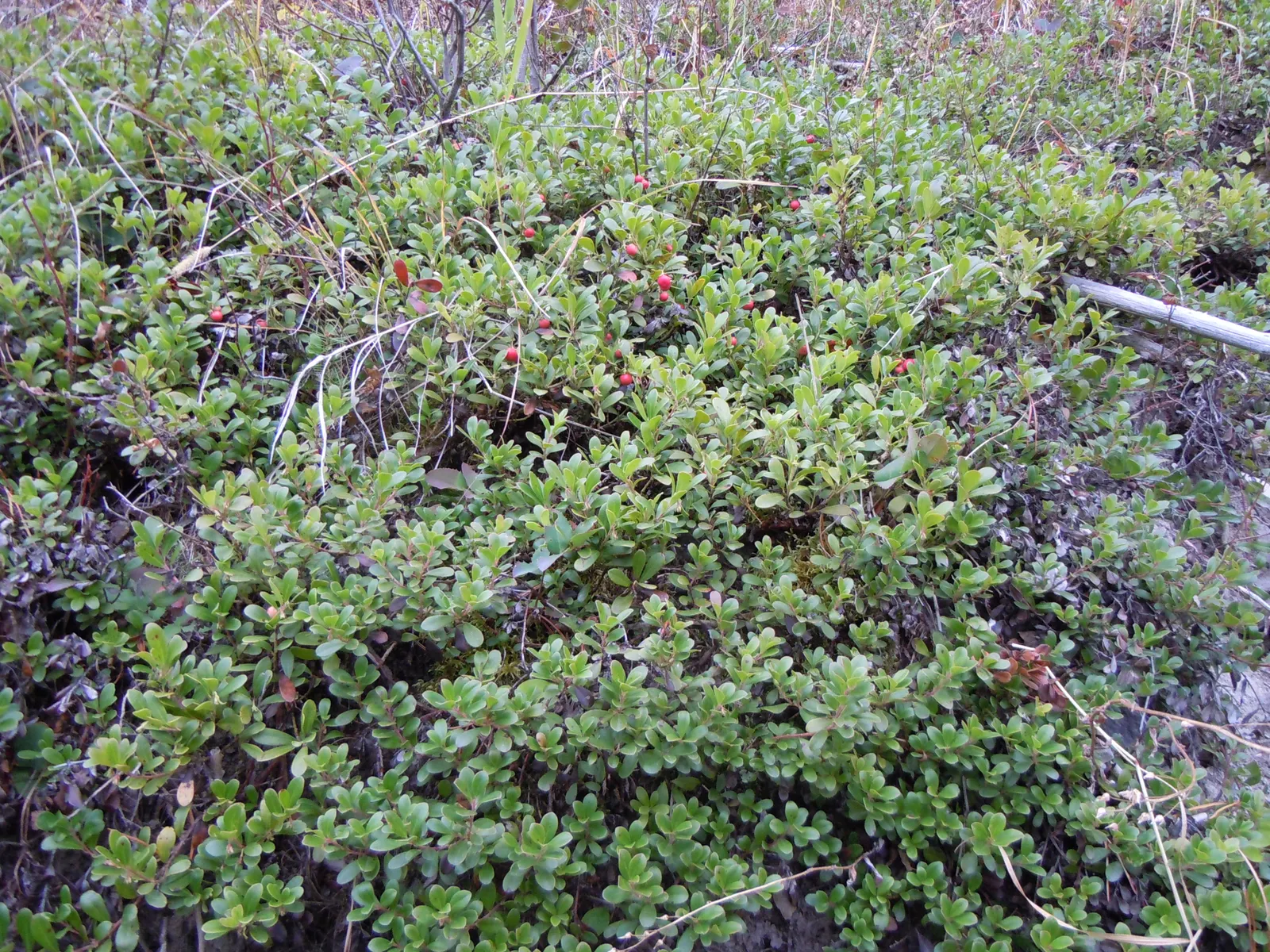 Pinemat Manzanita (Arctostaphylos Nevadensis) — making it an excellent groundcover; minimal maintenance is required
