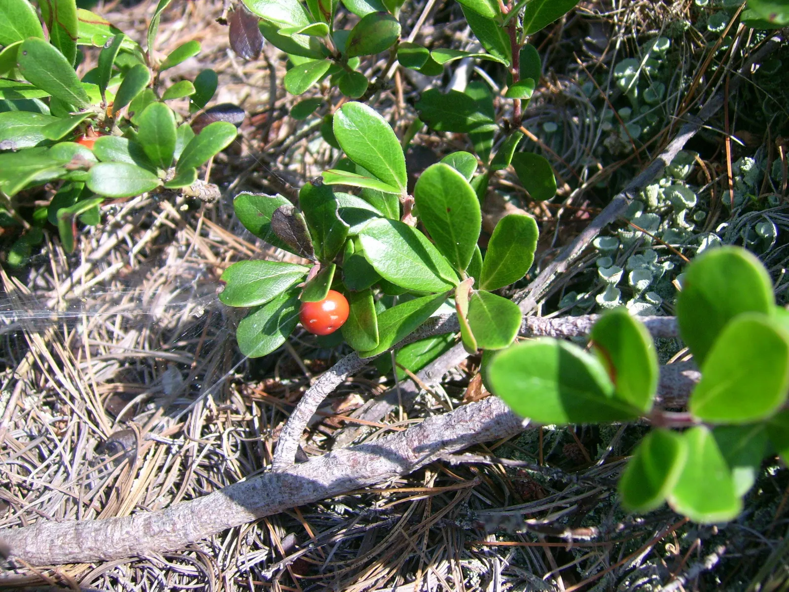 Pinemat Manzanita (Arctostaphylos Nevadensis) — urn-shaped white to pale pink flowers; including birds.<br><br>For optimal growth, image 92