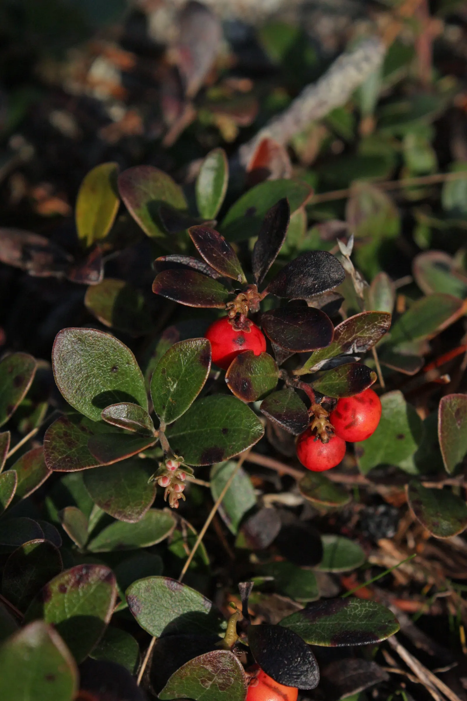 Pinemat Manzanita (Arctostaphylos Nevadensis) — It forms a dense mat up to 12 inches high and spreads 3-6 feet wide