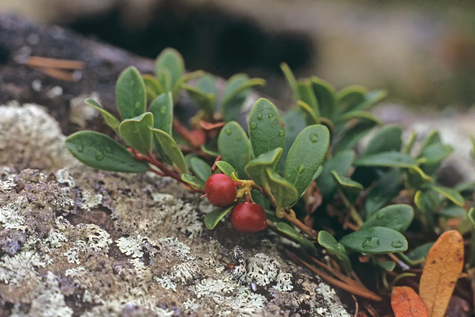 Pinemat Manzanita (Arctostaphylos Nevadensis) — Small, urn-shaped pink flowers bloom in spring, attracting pollinators, followed by red berries, image 81