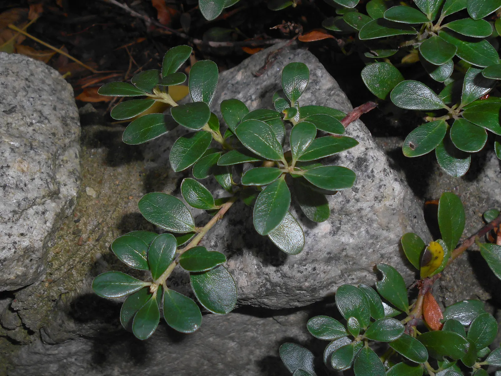Pinemat Manzanita (Arctostaphylos Nevadensis) — including bees and butterflies.<br><br>After flowering; its dark green leaves and reddish-brown bark add