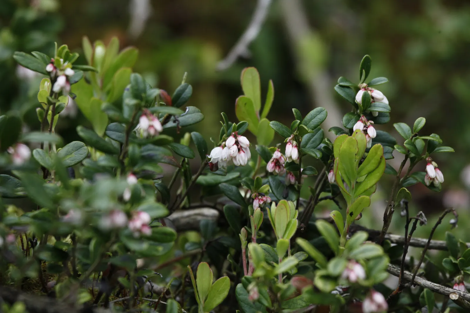 Pinemat Manzanita (Arctostaphylos Nevadensis) — which are not only visually appealing but also attract a variety of pollinators; pink and white, image 67