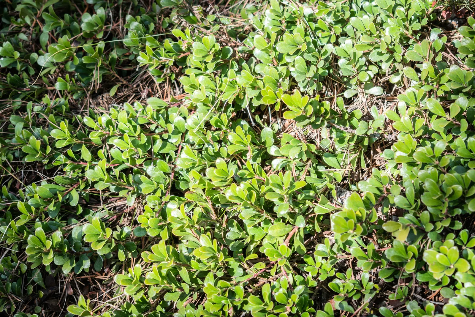 Pinemat Manzanita (Arctostaphylos Nevadensis) — Arctostaphylos nevadensis requires well-drained soil and full sun; though it can tolerate light, image 70