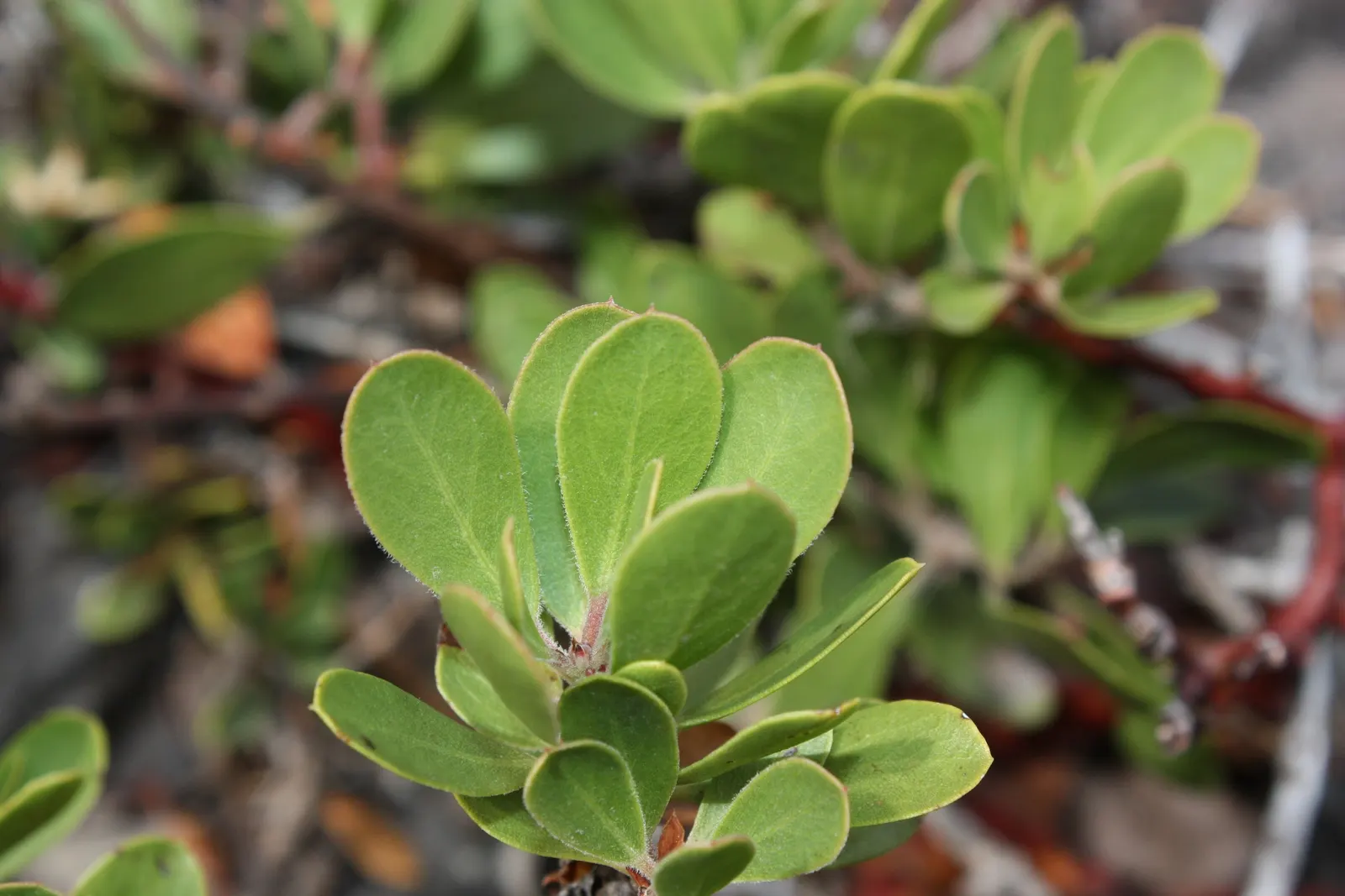 Pinemat Manzanita (Arctostaphylos Nevadensis) — Ideal for rock gardens and slopes for erosion control