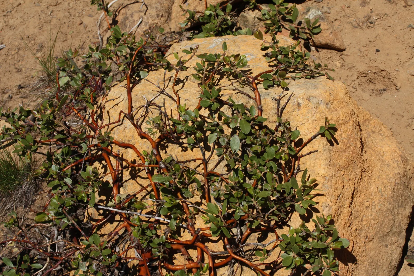 Pinemat Manzanita (Arctostaphylos Nevadensis) — Ideal for rock gardens and slopes for erosion control; in late winter to early spring, image 84