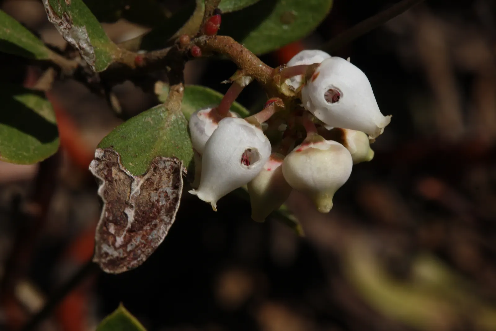 Pinemat Manzanita (Arctostaphylos Nevadensis) — It forms a dense mat up to 12 inches high and spreads 3-6 feet wide; making it an excellent, image 54