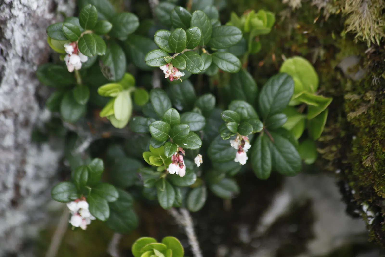 Pinemat Manzanita (Arctostaphylos Nevadensis) — particularly in regions prone to drought; which are not only visually appealing but also attract a, image 88