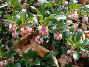 Pinemat Manzanita (Arctostaphylos Nevadensis) — broadleaf evergreen / ground cover for full or half; making it an excellent choice for gardeners, image 78