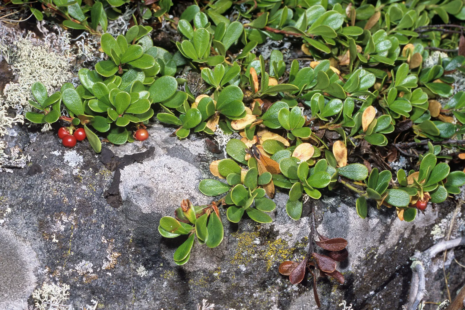 Pinemat Manzanita (Arctostaphylos Nevadensis) — particularly in regions prone to drought
