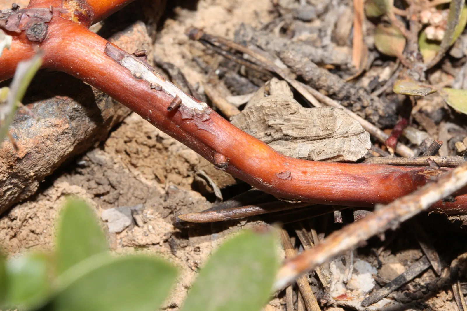 Pinemat Manzanita (Arctostaphylos Nevadensis) — Its dark green leaves and reddish-brown bark add year-round interest; ideal for rock gardens and, image 83