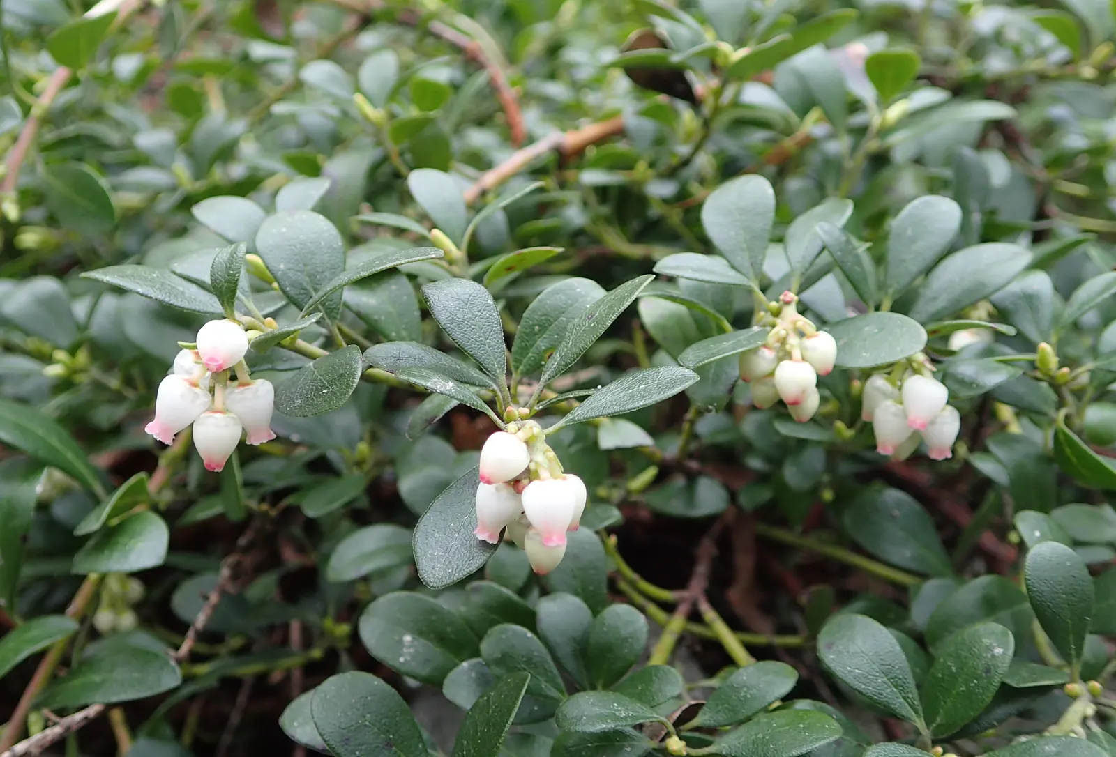 Pinemat Manzanita (Arctostaphylos Nevadensis) — broadleaf evergreen / ground cover for full or half; making it an excellent choice for gardeners, image 104