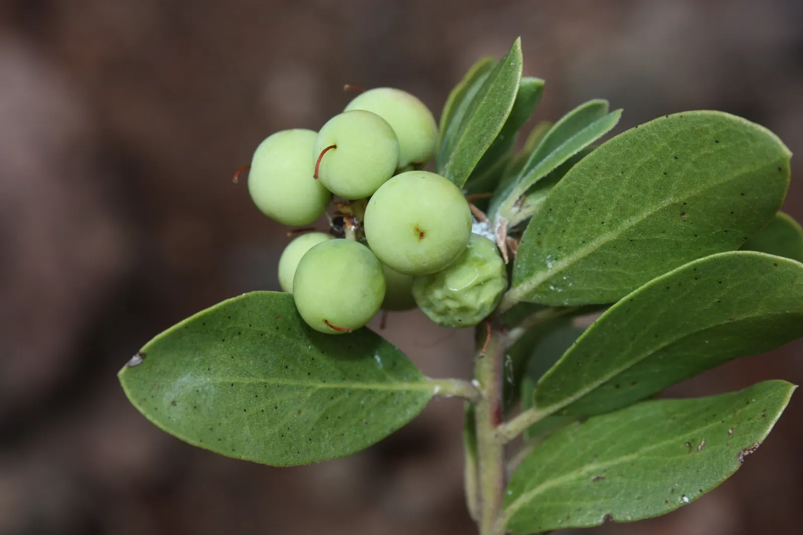 Pinemat Manzanita (Arctostaphylos Nevadensis) — Small, urn-shaped pink flowers bloom in spring, attracting pollinators, followed by red berries, image 55