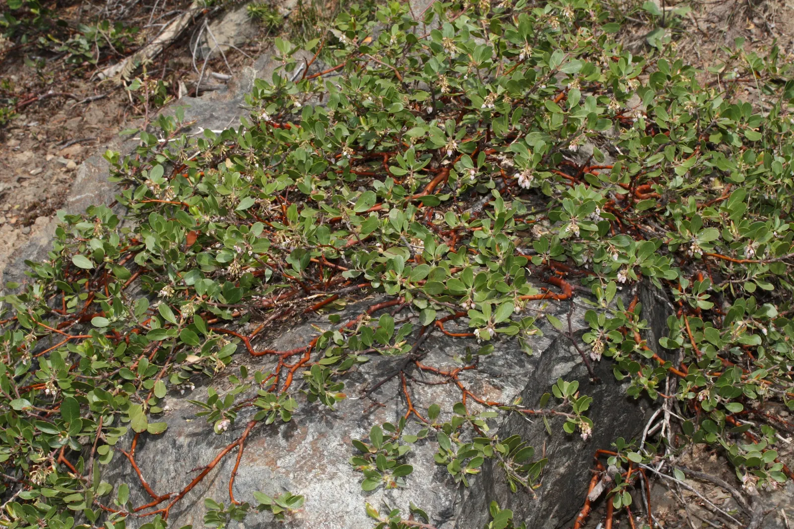 Pinemat Manzanita (Arctostaphylos Nevadensis) — making it an excellent choice for gardeners seeking low-care yet attractive plantings