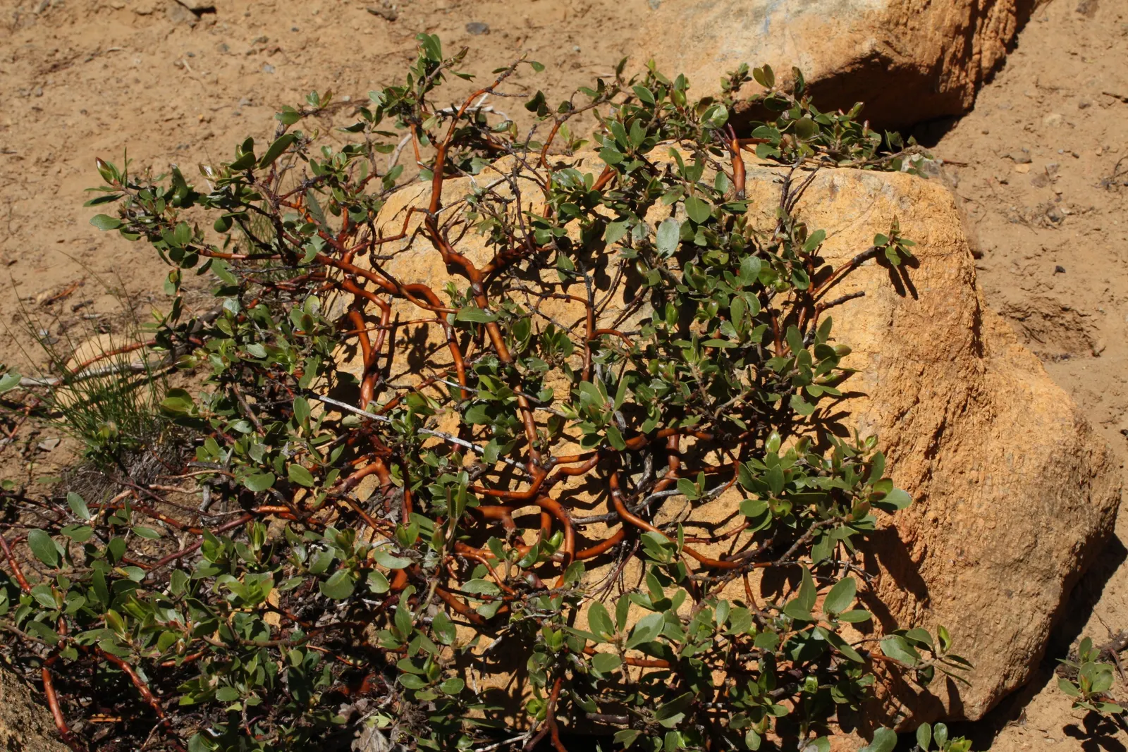 Pinemat Manzanita (Arctostaphylos Nevadensis) — which are not only visually appealing but also attract a variety of pollinators