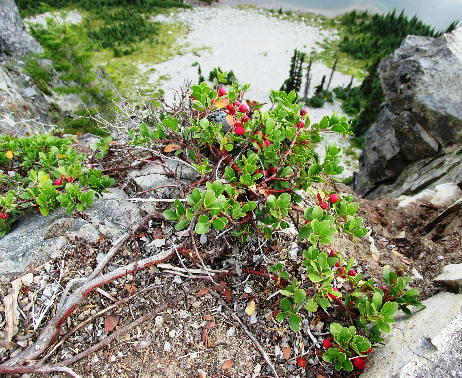 Pinemat Manzanita (Arctostaphylos Nevadensis) — Arctostaphylos nevadensis requires well-drained soil and full sun; though it can tolerate light shade