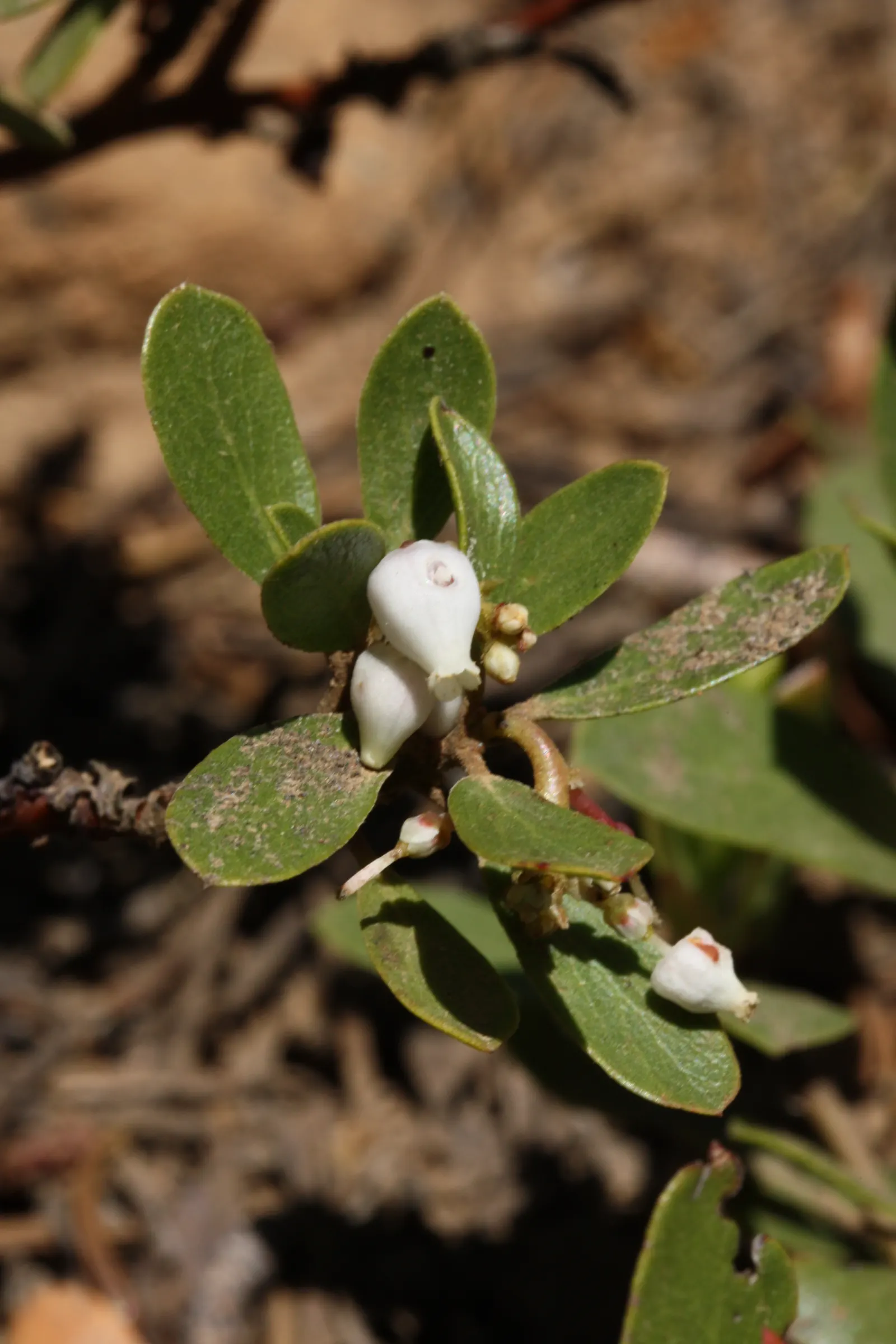 Pinemat Manzanita (Arctostaphylos Nevadensis) — Ideal for rock gardens and slopes for erosion control; in late winter to early spring, image 58