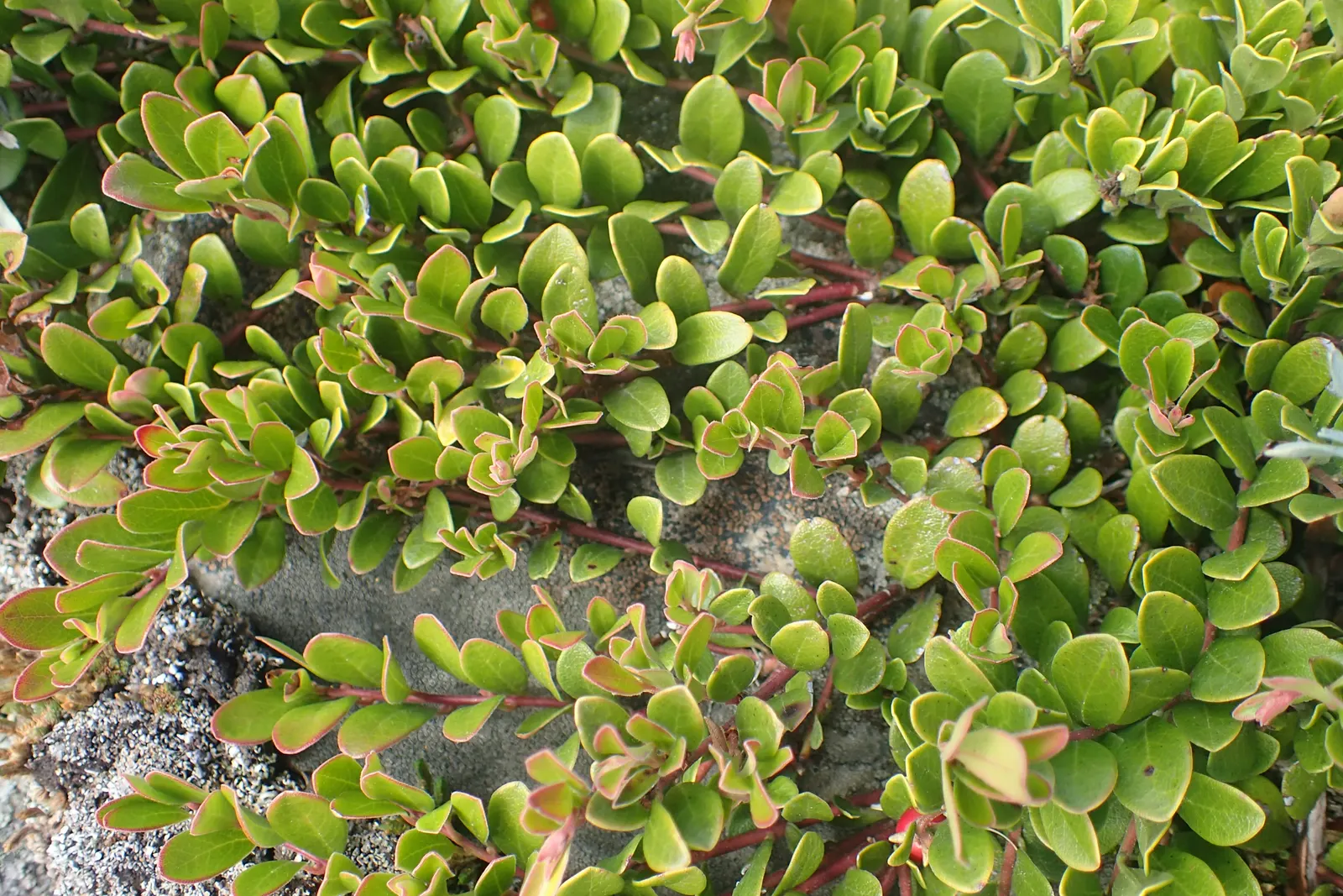 Pinemat Manzanita (Arctostaphylos Nevadensis) — In late winter to early spring; particularly in regions prone to drought, image 65